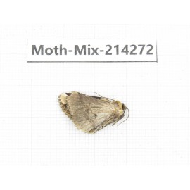 Moths sp. China, Tibet, Motuo county, Beibeng. 1Pcs. Moth-Mix-214272.