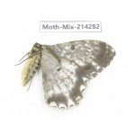 Moths sp. China, Tibet, Motuo county, Beibeng. 1Pcs. Moth-Mix-214282.