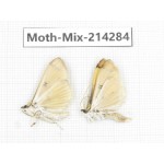 Moths sp. China, Tibet, Motuo county, Beibeng. 2Pcs. Moth-Mix-214284.