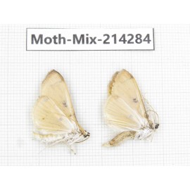 Moths sp. China, Tibet, Motuo county, Beibeng. 2Pcs. Moth-Mix-214284.