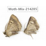 Moths sp. China, Tibet, Motuo county, Beibeng. 2Pcs. Moth-Mix-214285.
