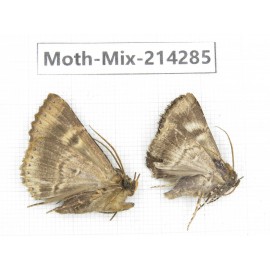 Moths sp. China, Tibet, Motuo county, Beibeng. 2Pcs. Moth-Mix-214285.
