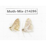 Moths sp. China, Tibet, Motuo county, Beibeng. 2Pcs. Moth-Mix-214286.