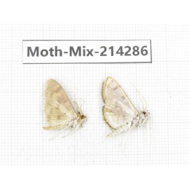 Moths sp. China, Tibet, Motuo county, Beibeng. 2Pcs. Moth-Mix-214286.