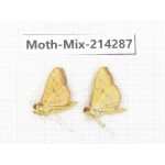 Moths sp. China, Tibet, Motuo county, Beibeng. 2Pcs. Moth-Mix-214287.