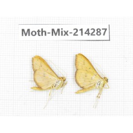 Moths sp. China, Tibet, Motuo county, Beibeng. 2Pcs. Moth-Mix-214287.