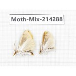 Moths sp. China, Tibet, Motuo county, Beibeng. 2Pcs. Moth-Mix-214288.