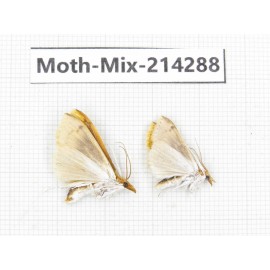 Moths sp. China, Tibet, Motuo county, Beibeng. 2Pcs. Moth-Mix-214288.