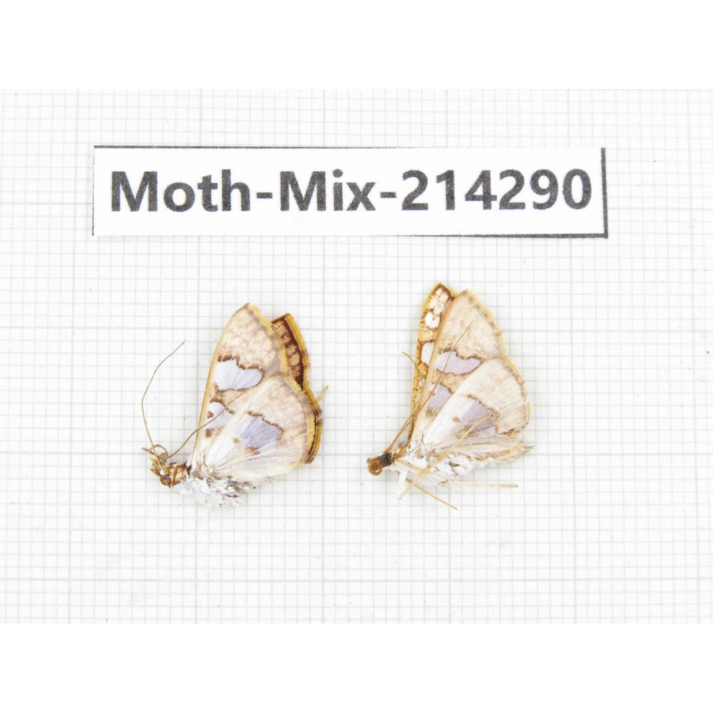 Moths sp. China, Tibet, Motuo county, Beibeng. 2Pcs. Moth-Mix-214290.