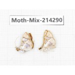 Moths sp. China, Tibet, Motuo county, Beibeng. 2Pcs. Moth-Mix-214290.