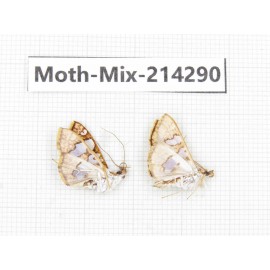 Moths sp. China, Tibet, Motuo county, Beibeng. 2Pcs. Moth-Mix-214290.