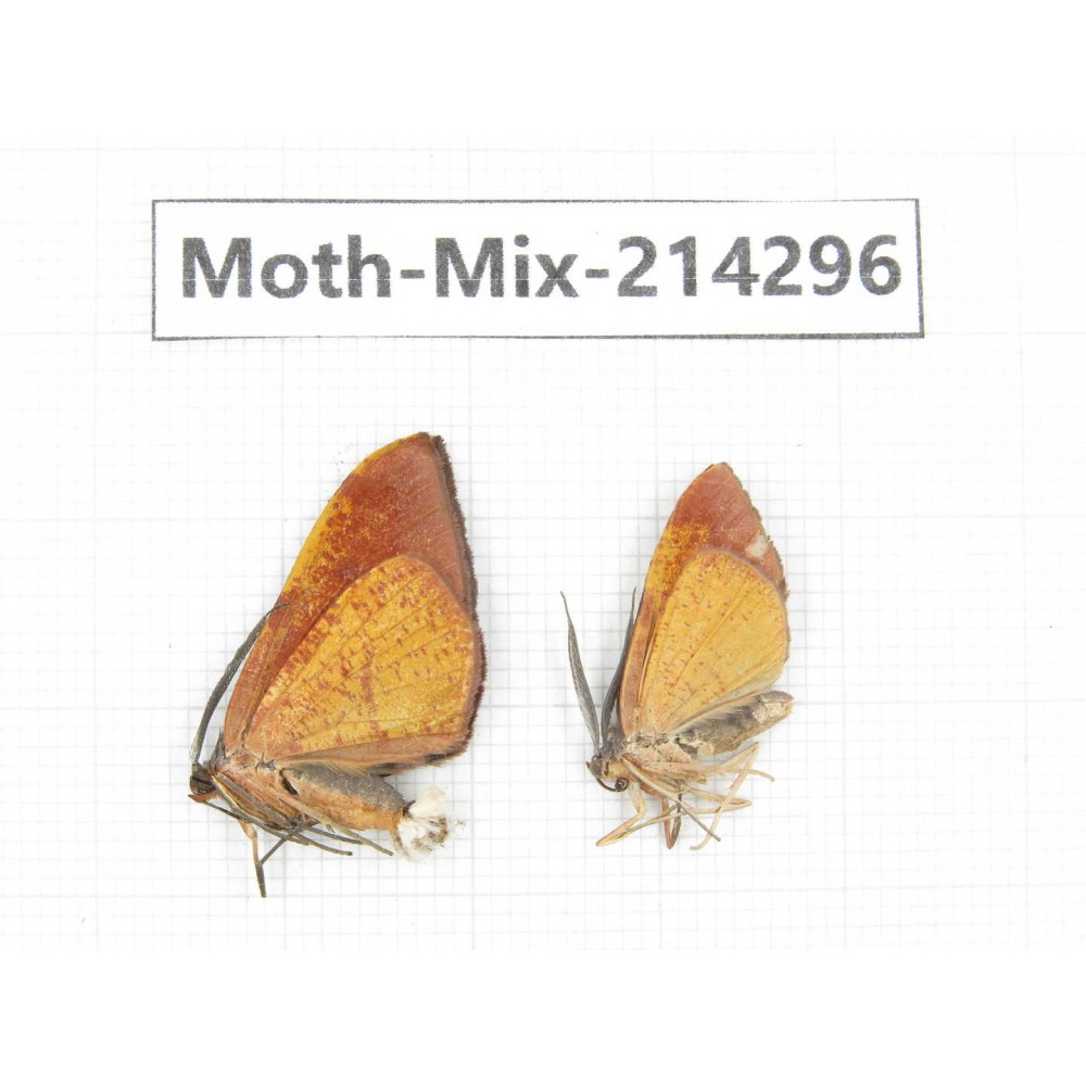 Moths sp. China, Tibet, Motuo county, Beibeng. 2Pcs. Moth-Mix-214296.