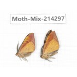 Moths sp. China, Tibet, Motuo county, Beibeng. 2Pcs. Moth-Mix-214297.