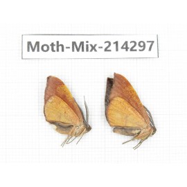 Moths sp. China, Tibet, Motuo county, Beibeng. 2Pcs. Moth-Mix-214297.