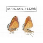 Moths sp. China, Tibet, Motuo county, Beibeng. 2Pcs. Moth-Mix-214298.