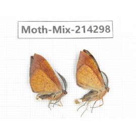 Moths sp. China, Tibet, Motuo county, Beibeng. 2Pcs. Moth-Mix-214298.