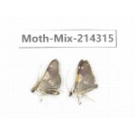 Moths sp. China, Tibet, Motuo county, Beibeng. 2Pcs. Moth-Mix-214315.