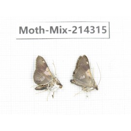 Moths sp. China, Tibet, Motuo county, Beibeng. 2Pcs. Moth-Mix-214315.