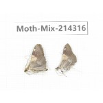 Moths sp. China, Tibet, Motuo county, Beibeng. 2Pcs. Moth-Mix-214316.