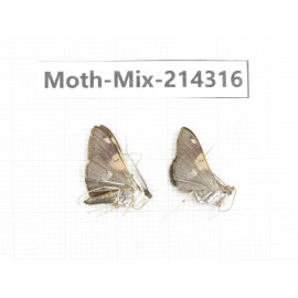 Moths sp. China, Tibet, Motuo county, Beibeng. 2Pcs. Moth-Mix-214316.