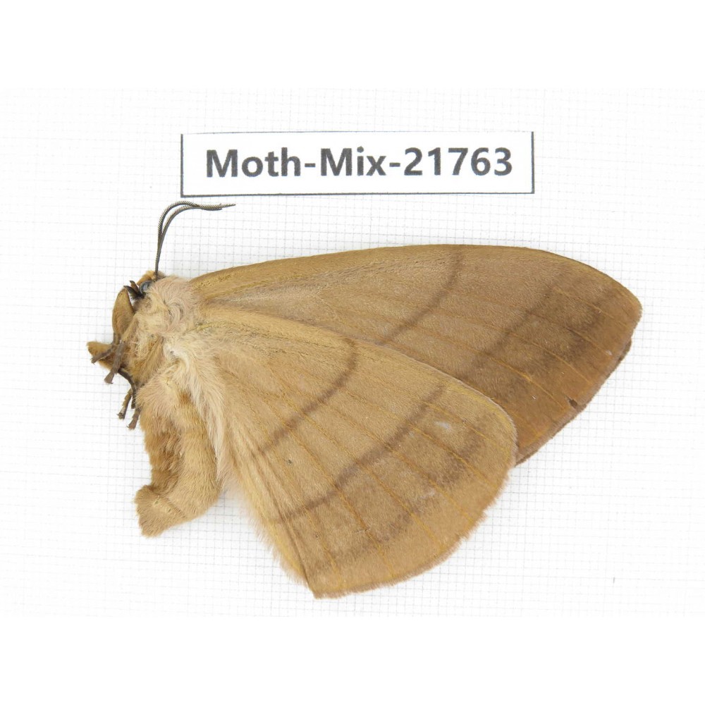 Moths sp. China, Tibet, Xigaze, Dingjie county, Chentang valley. 1Pcs. Moth-Mix-21763.