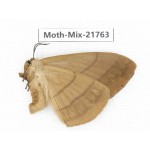 Moths sp. China, Tibet, Xigaze, Dingjie county, Chentang valley. 1Pcs. Moth-Mix-21763.