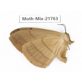 Moths sp. China, Tibet, Xigaze, Dingjie county, Chentang valley. 1Pcs. Moth-Mix-21763.