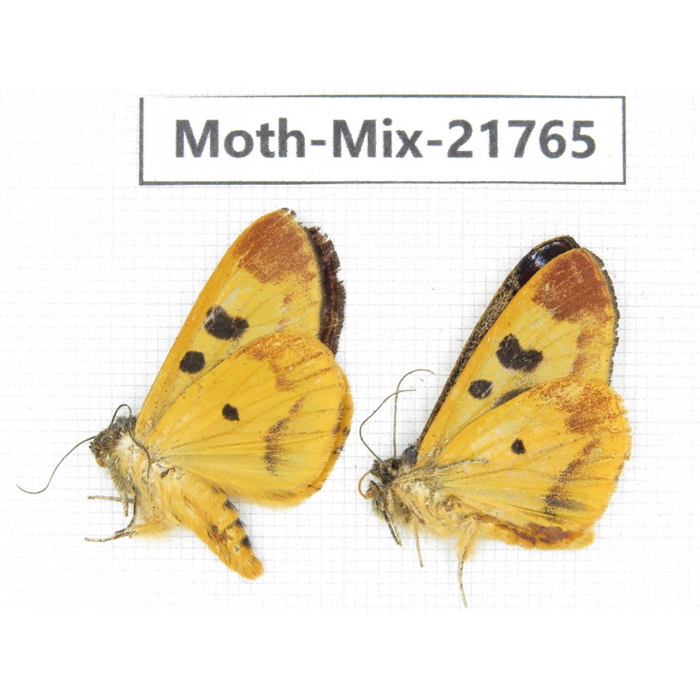 Moths sp. China, Tibet, Xigaze, Dingjie county, Chentang valley. 2Pcs. Moth-Mix-21765.