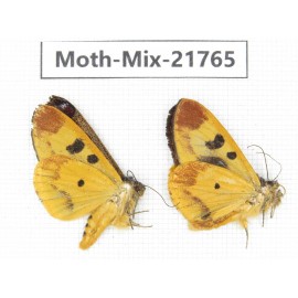 Moths sp. China, Tibet, Xigaze, Dingjie county, Chentang valley. 2Pcs. Moth-Mix-21765.