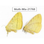 Moths sp. China, Tibet, Xigaze, Dingjie county, Chentang valley. 2Pcs. Moth-Mix-21768.