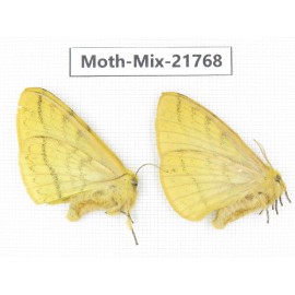 Moths sp. China, Tibet, Xigaze, Dingjie county, Chentang valley. 2Pcs. Moth-Mix-21768.