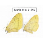 Moths sp. China, Tibet, Xigaze, Dingjie county, Chentang valley. 2Pcs. Moth-Mix-21769.