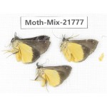 Moths sp. China, Tibet, Xigaze, Dingjie county, Chentang valley. 3Pcs. Moth-Mix-21777.