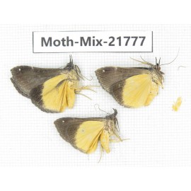 Moths sp. China, Tibet, Xigaze, Dingjie county, Chentang valley. 3Pcs. Moth-Mix-21777.
