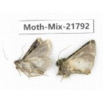 Moths sp. China, Tibet, Xigaze, Dingjie county, Chentang valley. 2Pcs. Moth-Mix-21792.