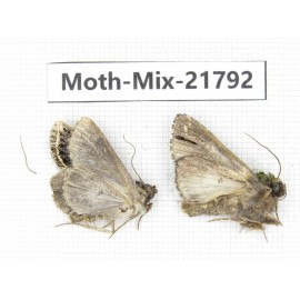 Moths sp. China, Tibet, Xigaze, Dingjie county, Chentang valley. 2Pcs. Moth-Mix-21792.