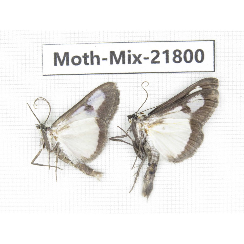 Moths sp. China, Tibet, Xigaze, Dingjie county, Chentang valley. 2Pcs. Moth-Mix-21800.