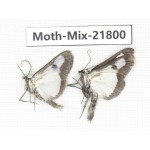 Moths sp. China, Tibet, Xigaze, Dingjie county, Chentang valley. 2Pcs. Moth-Mix-21800.