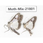 Moths sp. China, Tibet, Xigaze, Dingjie county, Chentang valley. 2Pcs. Moth-Mix-21801.