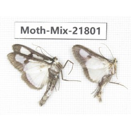 Moths sp. China, Tibet, Xigaze, Dingjie county, Chentang valley. 2Pcs. Moth-Mix-21801.