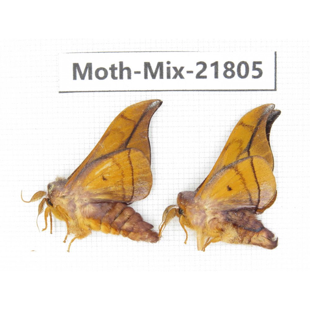 Moths sp. China, Tibet, Xigaze, Dingjie county, Chentang valley. 2Pcs. Moth-Mix-21805.