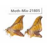 Moths sp. China, Tibet, Xigaze, Dingjie county, Chentang valley. 2Pcs. Moth-Mix-21805.
