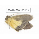 Moths sp. China, Tibet, Xigaze, Dingjie county, Chentang valley. 1Pcs. Moth-Mix-21812.