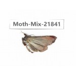 Moths sp. China, Tibet, Xigaze, Dingjie county, Chentang valley. 1Pcs. Moth-Mix-21841.