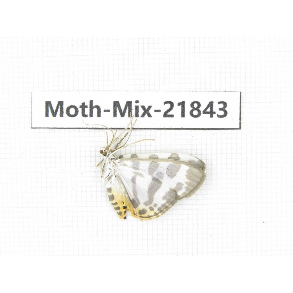 Moths sp. China, Tibet, Xigaze, Dingjie county, Chentang valley. 1Pcs. Moth-Mix-21843.