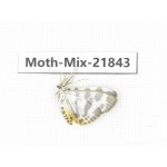 Moths sp. China, Tibet, Xigaze, Dingjie county, Chentang valley. 1Pcs. Moth-Mix-21843.