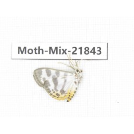 Moths sp. China, Tibet, Xigaze, Dingjie county, Chentang valley. 1Pcs. Moth-Mix-21843.