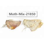 Moths sp. China, Tibet, Xigaze, Dingjie county, Chentang valley. 2Pcs. Moth-Mix-21850.