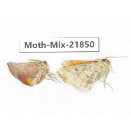 Moths sp. China, Tibet, Xigaze, Dingjie county, Chentang valley. 2Pcs. Moth-Mix-21850.