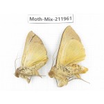 Moths sp. China, Yunnan, Chuxiong, Shuangbai county, N of Mt.Ailaoshan. 2Pcs. Moth-Mix-211961.